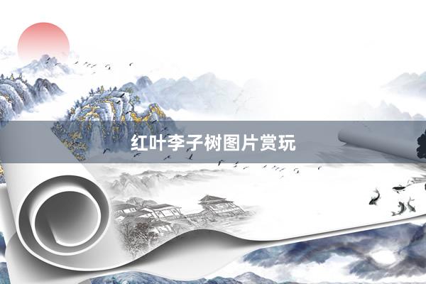 红叶李子树图片赏玩